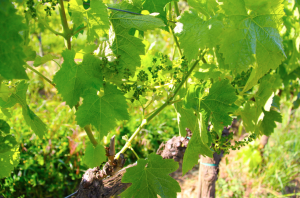 Le Fonti's grape vine.